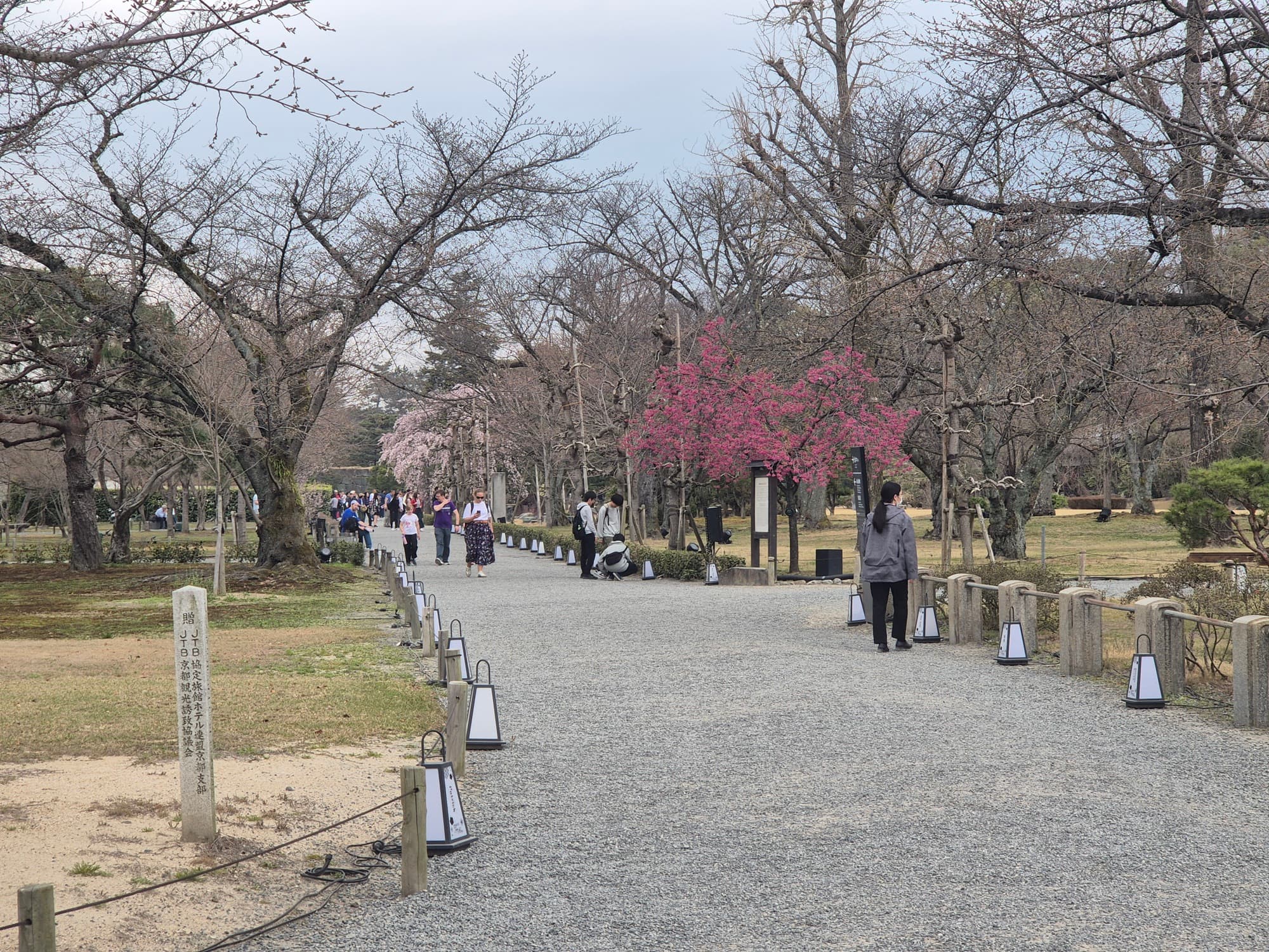 Camino arbolado en un parque de Kioto durante la temporada de cerezos, con un árbol en plena floración rosa entre los cerezos que apenas comienzan a abrir